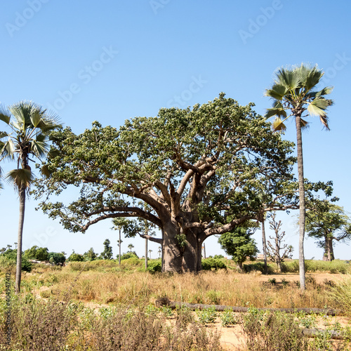 Fotografie, Obraz Giant baobabs from the Bandia nature reserve in Senegal