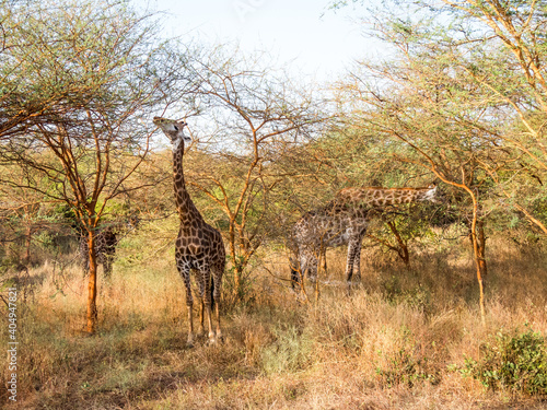 African giraffe in a nature reserve