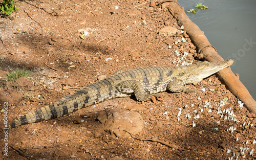 African crocodile on the shore of a lake