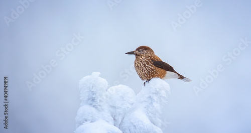 Nucifraga caryocatactes sitting on a snowy branch. photo