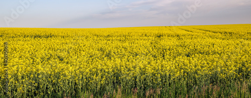 Spring rapeseed yellow blooming fields and blue sky panorama in sunlight. Natural seasonal, good weather, climate, eco, farming, countryside beauty concept.