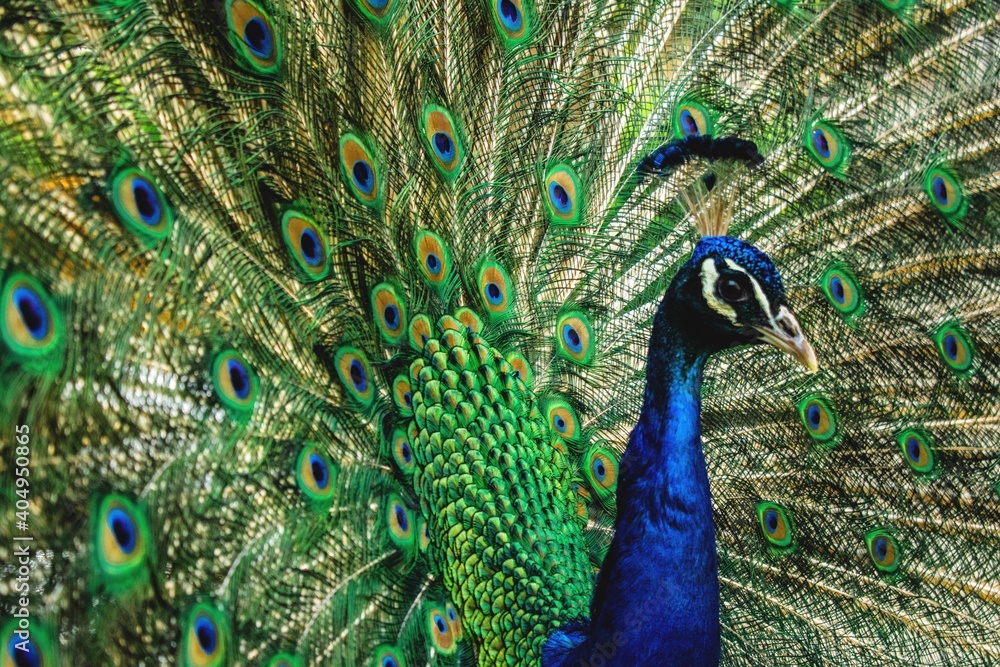Obraz premium Peacock