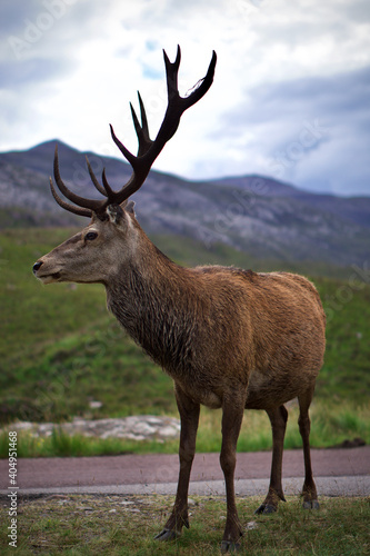 Portrait of Stag in Scottish Highlands, Scotland.  © Emily