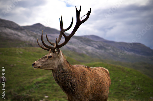 Portrait of Stag in Scottish Highlands, Scotland.  © Emily