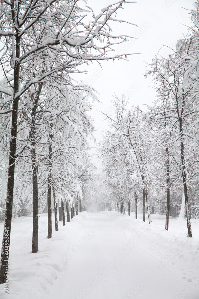 Snowy winter road. Snowfall in the park, snow covered trees landscape.
