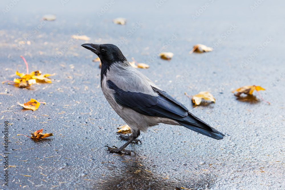 Fototapeta premium The hooded crow Corvus cornix or hoodie. Eurasian black gray feather bird on asphalt background.