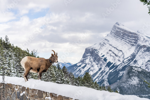 One Bighorn Sheep ewe with radio tracking collar. Banff National Park, Mount Norquay Banff View Point, Canadian Rockies, Canada.