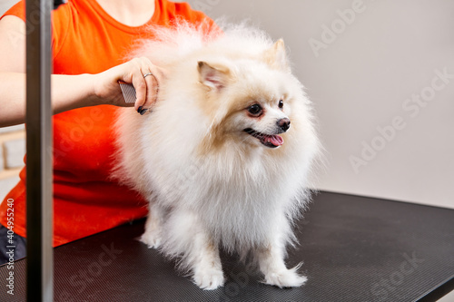 pomeranian spitz in salon, dring and stylish dogs by stylists groomers, combing wool for the exhibition