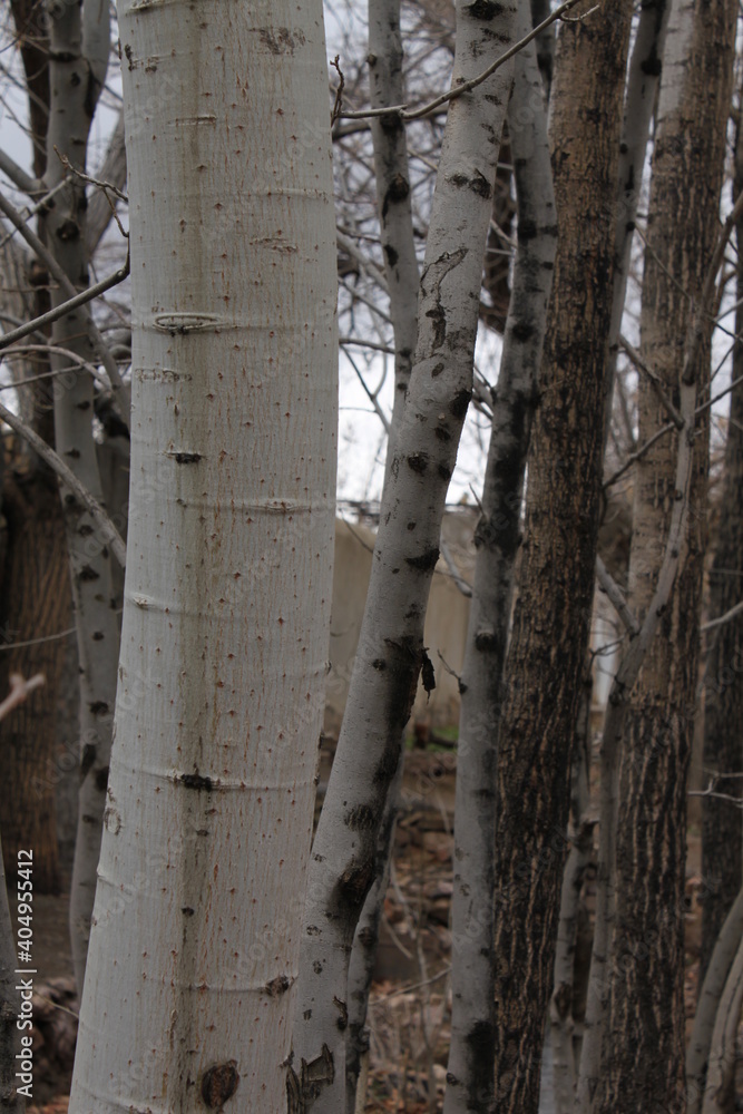 Fototapeta premium landscape with trees
