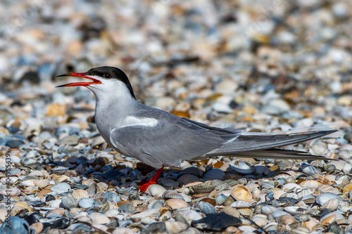 Flußseeschwalbe (Sterna hirundo) photo