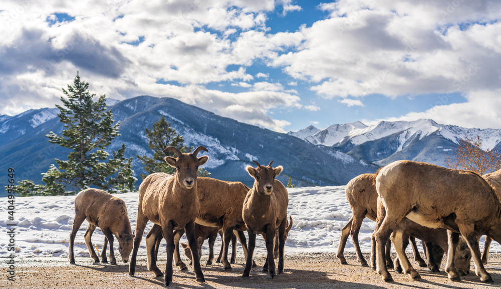 Obraz premium A group of young Bighorn Sheeps (ewe and lamb) on the snowy mountain road. Banff National Park in October, Mount Norquay Scenic Drive. Canadian Rockies, Canada.