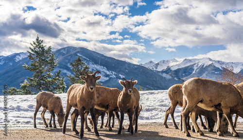 A group of young Bighorn Sheeps  ewe and lamb  on the snowy mountain road. Banff National Park in October  Mount Norquay Scenic Drive. Canadian Rockies  Canada.