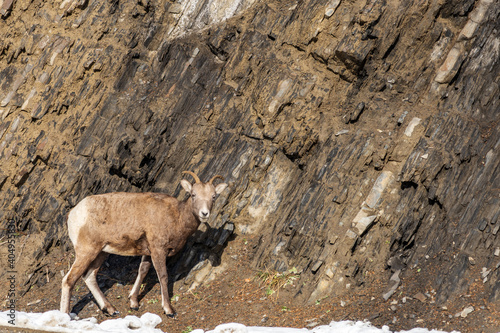 Close-up one young Bighorn Sheep ewe standing on the rocky hillside. Banff National Park in October, Mount Norquay, Canadian Rockies, Canada.