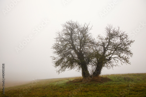 Wallpaper Mural einzeln stehender baum im Nebel Torontodigital.ca