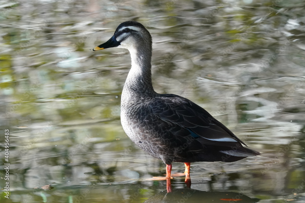 duck on the water duck on the water