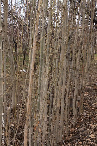 trees in the forest