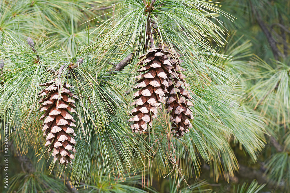 Ταπετσαρία Vanderwolf's Pyramid limber pine cones (Pinus flexilis 'Vanderwolf's Pyramid')