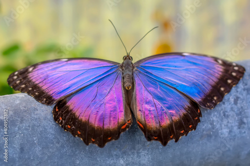 Macro shots, Beautiful nature scene. Closeup beautiful butterfly 