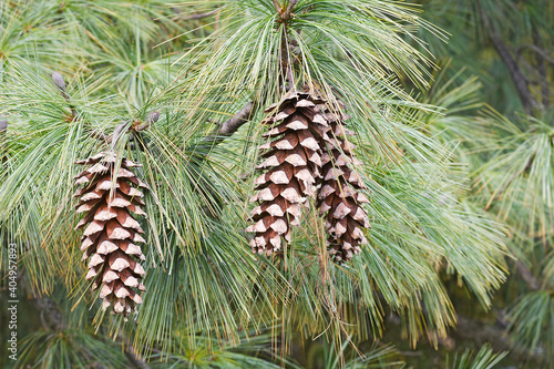 Vanderwolf's Pyramid limber pine cones (Pinus flexilis 'Vanderwolf's Pyramid') photo