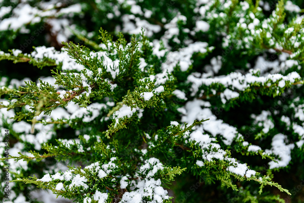 Snow-covered fir tree branch in winter. Snow-covered fir tree branch in winter.