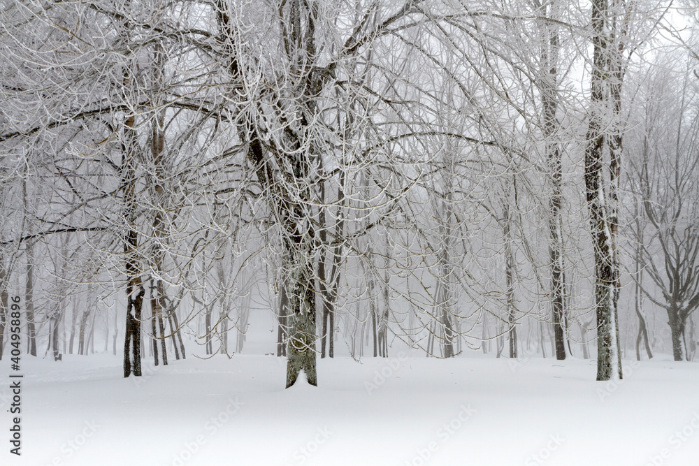 Urkiola forest snowed in winter, Biscay, Basque Country Urkiola forest snowed in winter, Biscay, Basque Country