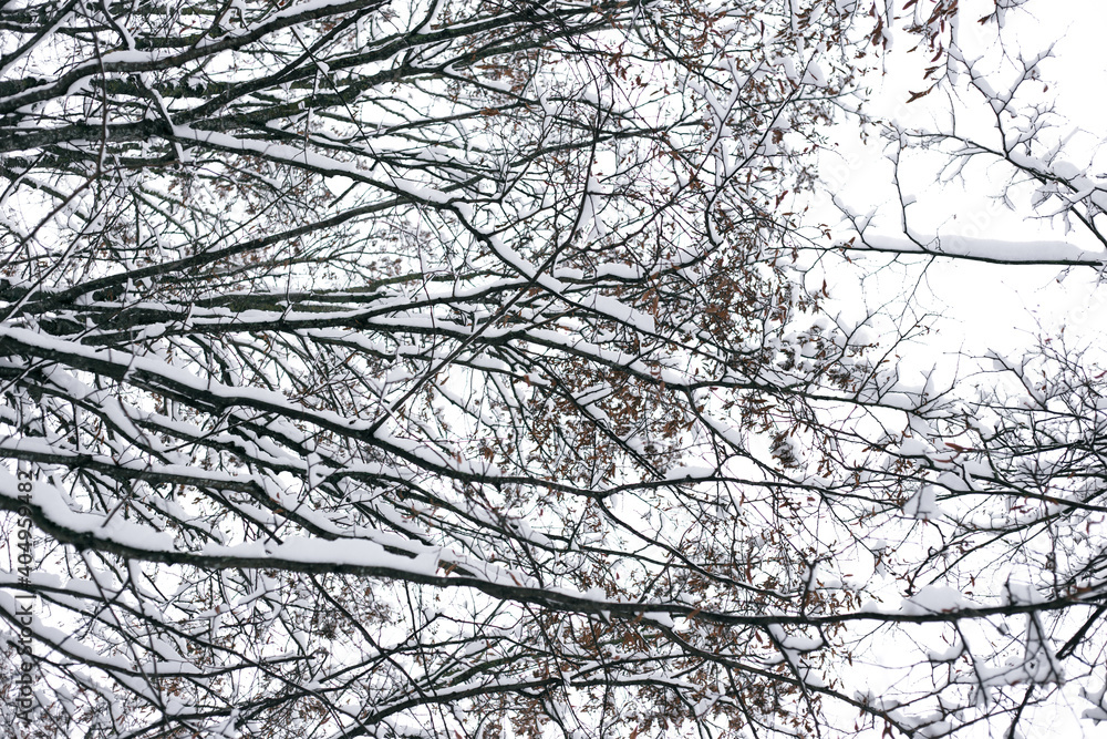 Fototapeta premium Tree branches in the snow in winter