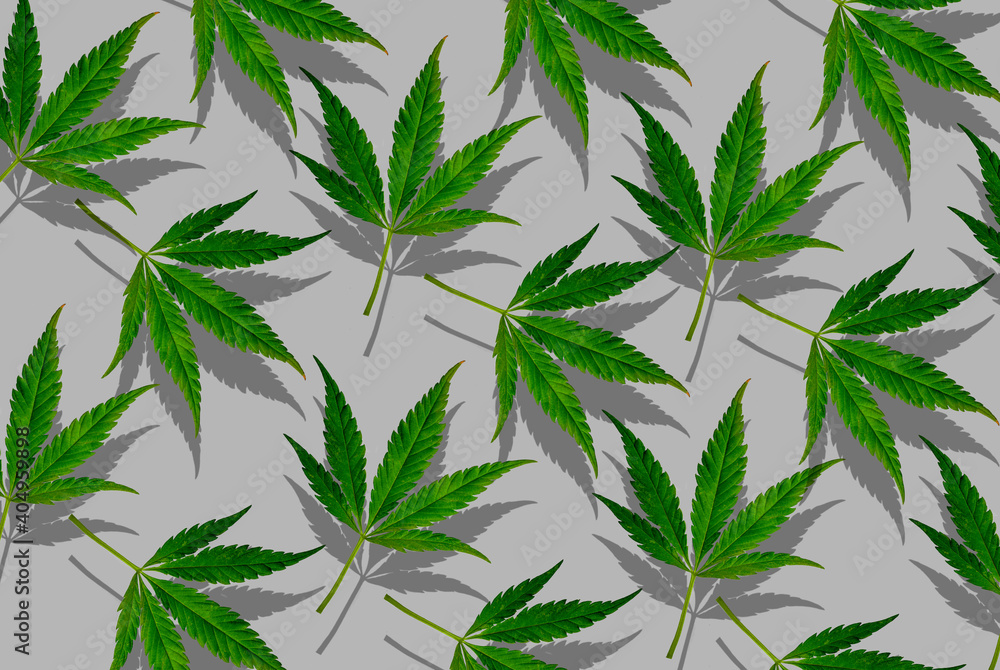 Cannabis pattern in grey background