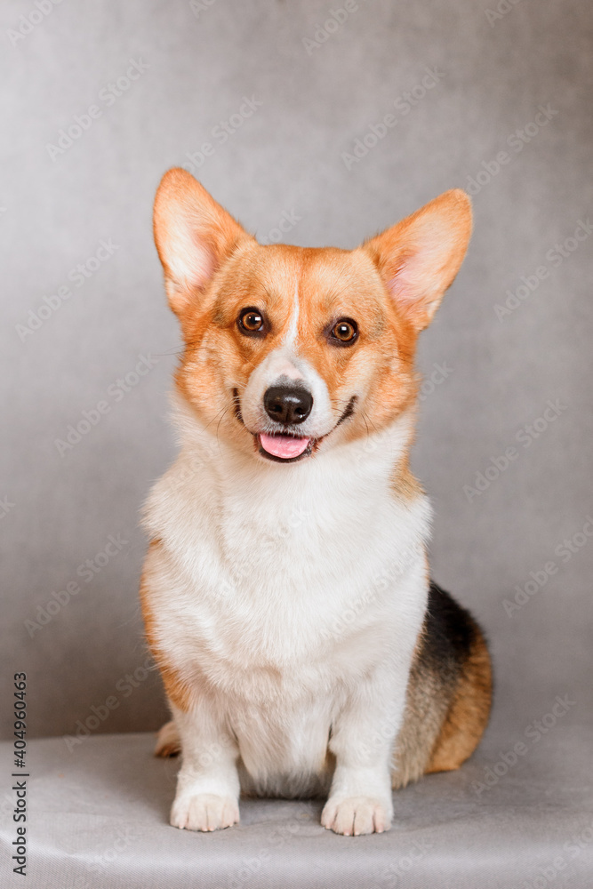 Photo of welsh corgi pembroke tricolor, red, for exhibition on a gray background. friendly dog, smiling and happy