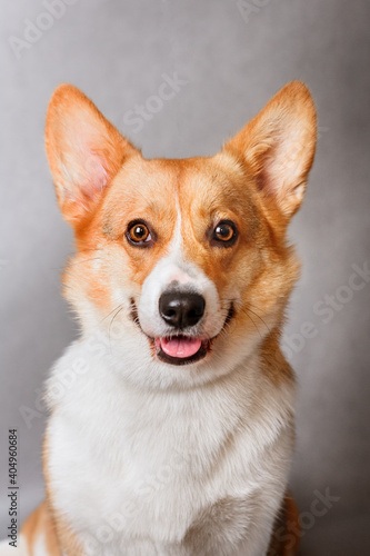Photo of welsh corgi pembroke tricolor  red  for exhibition on a gray background. friendly dog  smiling and happy