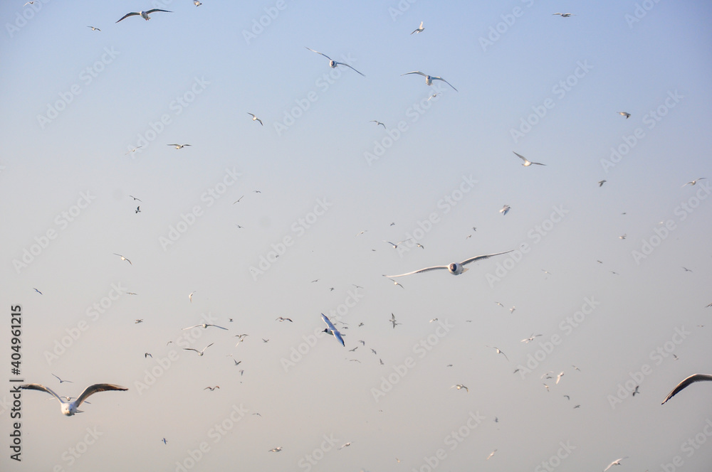 Seagulls flying in the blue sky. Seagulls flying in the blue sky.