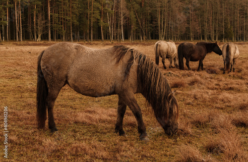 Wild Horses  golden hour in the nature reserve.