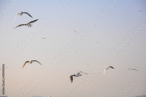 Seagulls flying in the blue sky. "selective focus." © urbextr