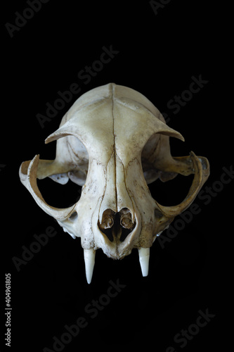 Obraz na płótnie skull on black background