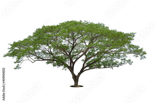 Trees isolated on white background  tropical trees isolated used for design  advertising and architecture.