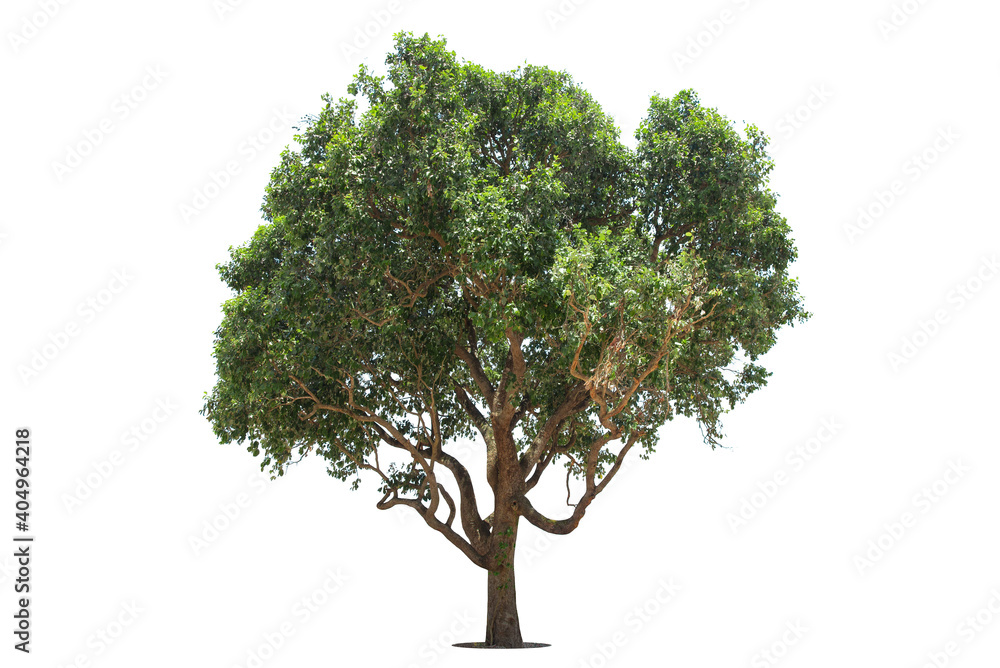 Trees isolated on white background, tropical trees isolated used for design, advertising and architecture. Trees isolated on white background, tropical trees isolated used for design, advertising and architecture.