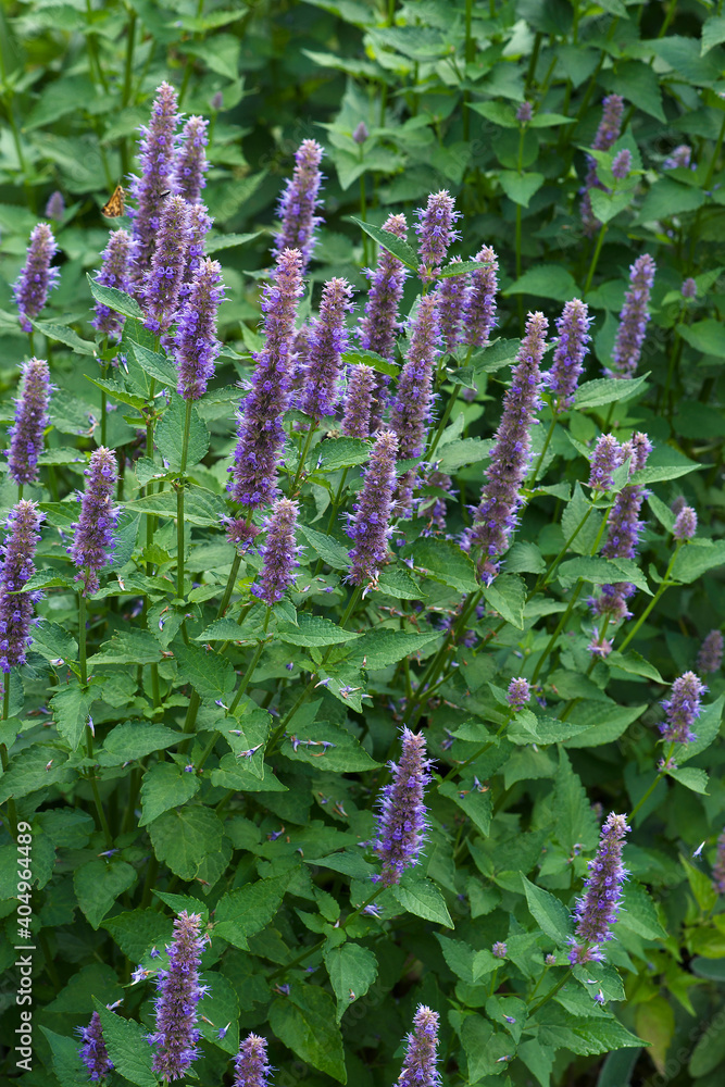 Fotografia do Stock Anise hyssop (Agastache foeniculum). Called Blue