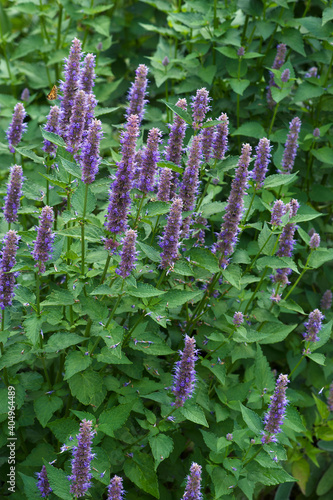 Anise hyssop (Agastache foeniculum). Called Blue giant hyssop, Fragrant giant hyssop and Lavender giant hysop also