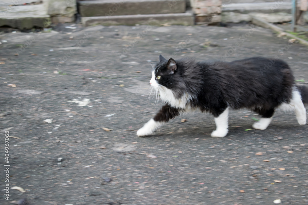 Black and white cat running on the sidewalk