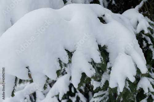 Snowy fir branches in winter forest