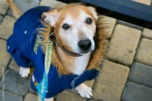 Portrait of a red-haired small dog in blue overalls