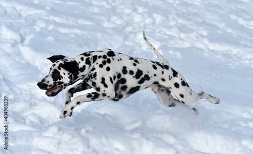 a lovely dalmatian dog in the snow