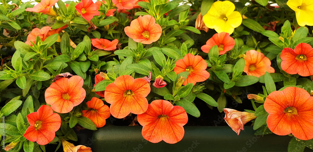 Panorama of orange Petunia flowers. Panorama of orange Petunia flowers.