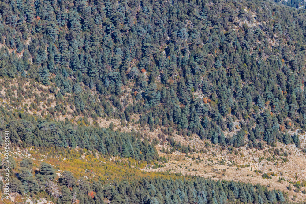 Aerial view of the coniferous forest in the Taurus mountains, Turkey