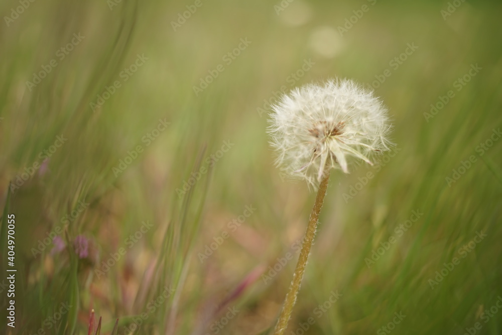 Fototapeta premium Round fluffy dandelion flower grow in green graass.