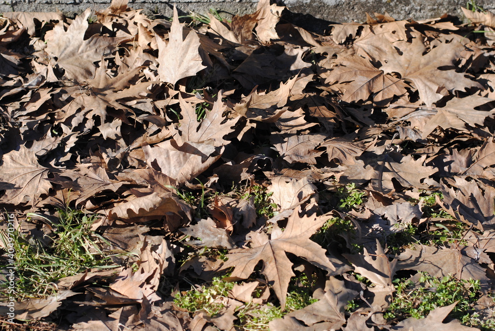 autumn leaves on the ground autumn leaves on the ground