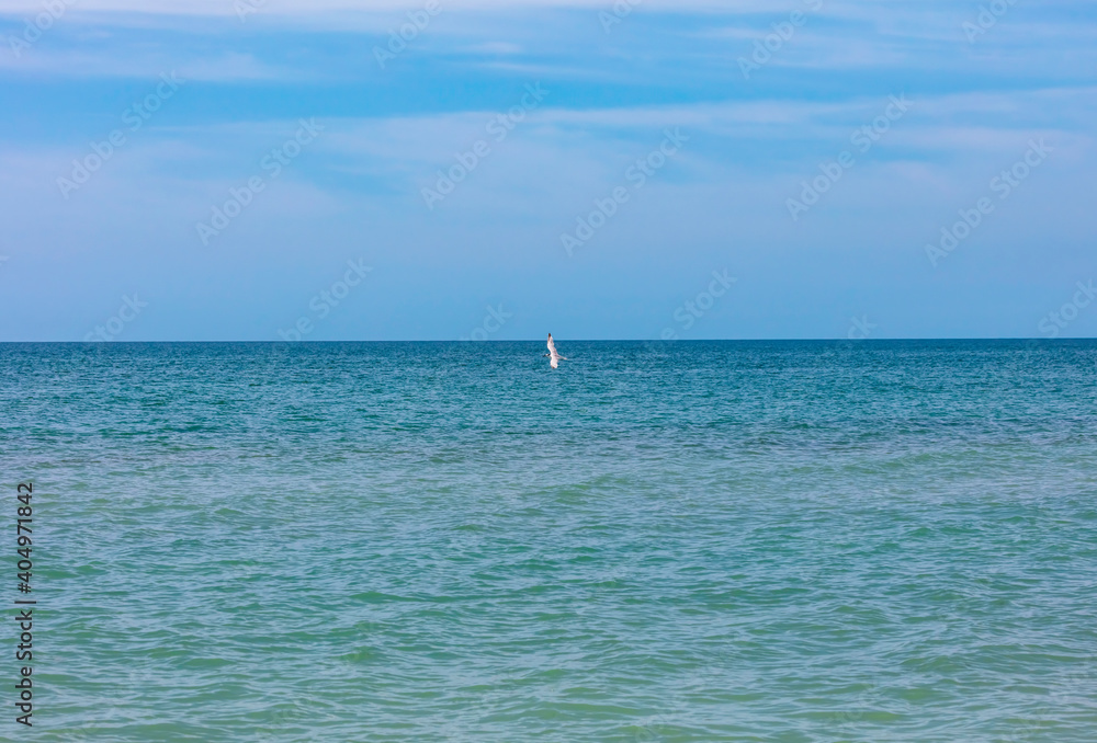 Ocean with cloudy sky and flying little bird