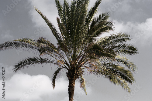 Palm tree and a cloudy gray sky
