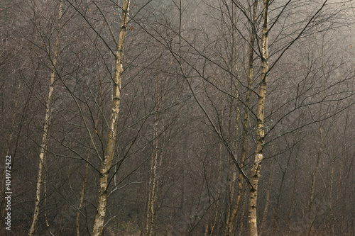 Fototapeta Naklejka Na Ścianę i Meble -  silver birch coppice rainy weather backlight