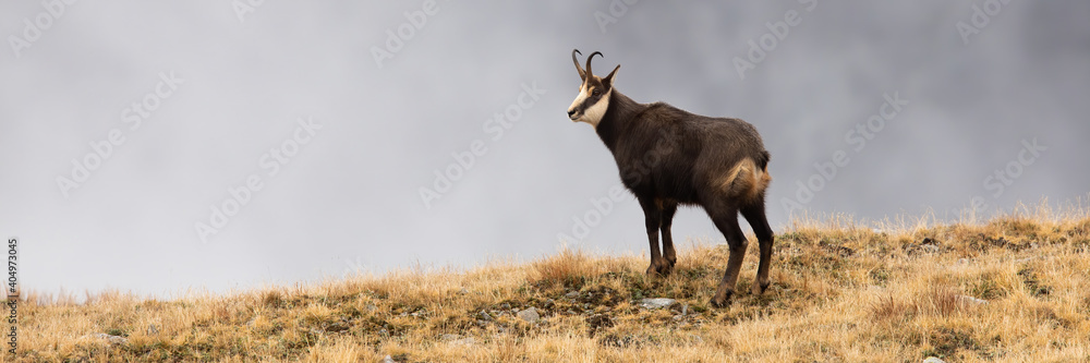 Obraz premium Alpine chamois, rupicapra rupicapra, standing on horizon in autumn nature. Wild goat with curved horns observing on fog mountains. Carpathian mammal watching on dry grass.