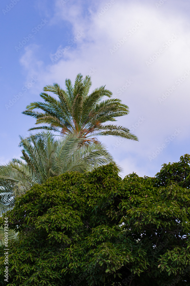 Green tree with a palm tree in the background and a blue sky with some clouds